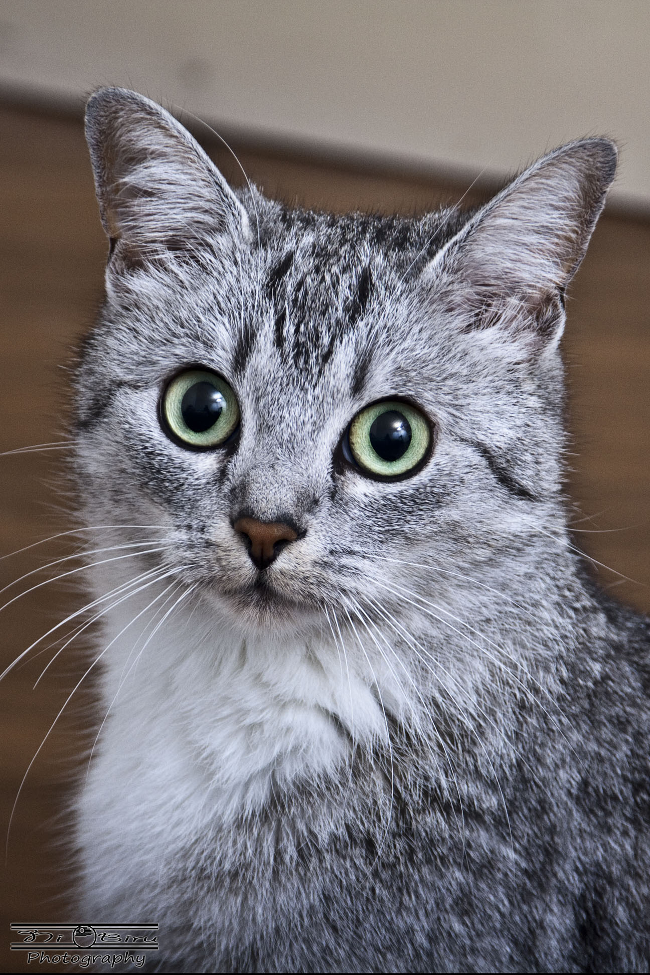 Baby - Studio Security